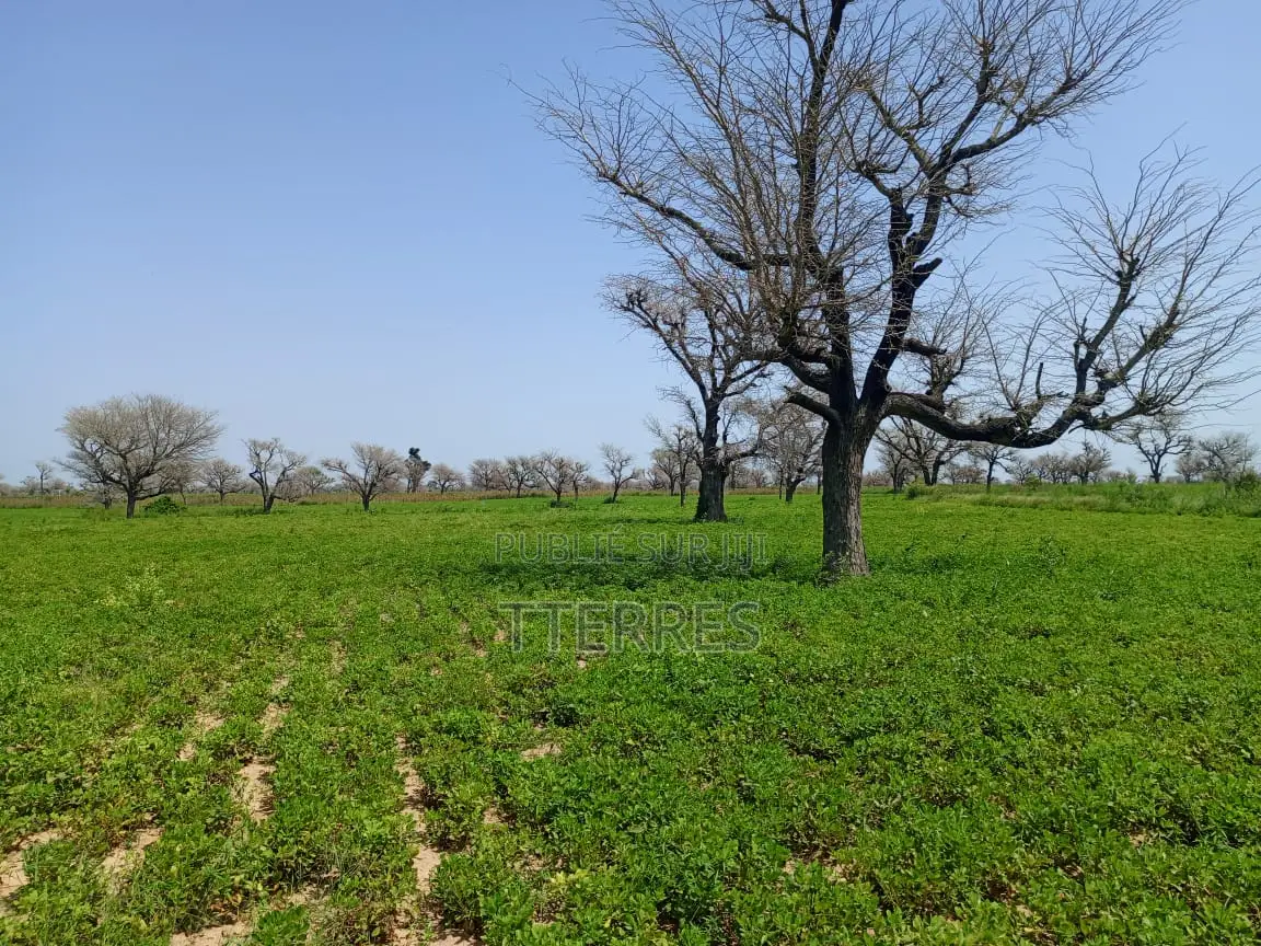 Terrain Délibéré De 2 Hectares Vers Takhoum Wolof - Sindia