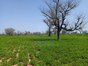 Terrain Délibéré De 2 Hectares Vers Takhoum Wolof - Sindia