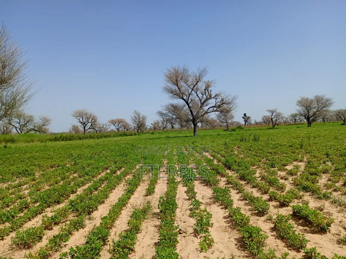 Terrain Délibéré De 2 Hectares Vers Takhoum Wolof - Sindia
