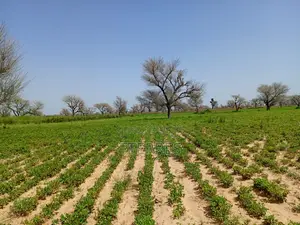 Terrain Délibéré De 2 Hectares Vers Takhoum Wolof - Sindia