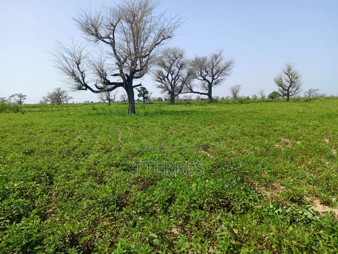 Terrain Délibéré De 2 Hectares Vers Takhoum Wolof - Sindia
