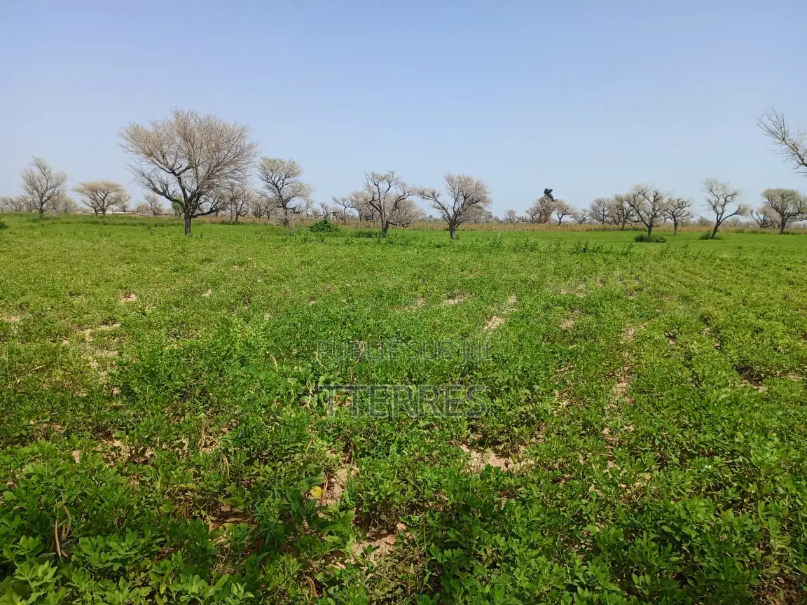 Terrain Délibéré De 2 Hectares Vers Takhoum Wolof - Sindia