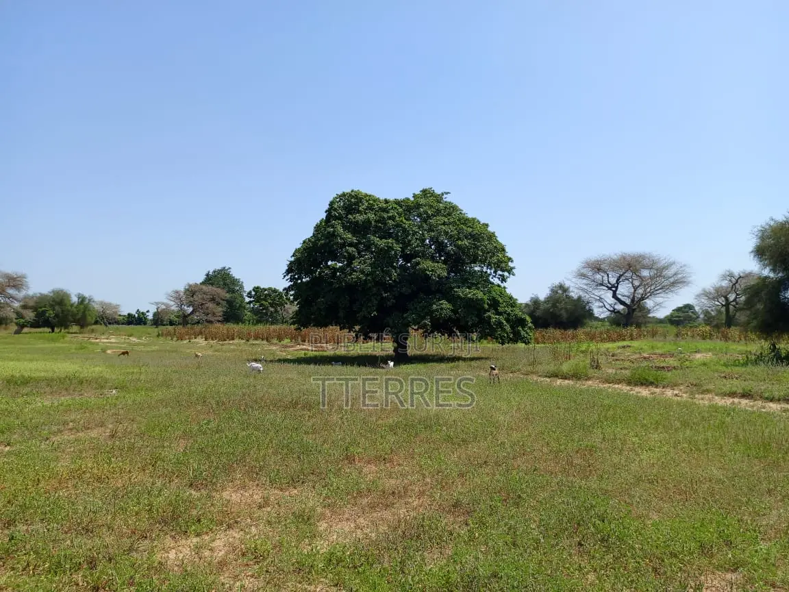 Terrain De 8.091 M2 Vers Keur Samba Kane - Baba Garage