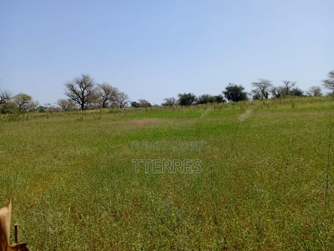 4,87 Hectares De Terre Agricole Vers Keur Samba Kane - Baba Garrage