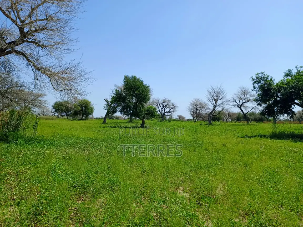 4,87 Hectares De Terre Agricole Vers Keur Samba Kane - Baba Garrage
