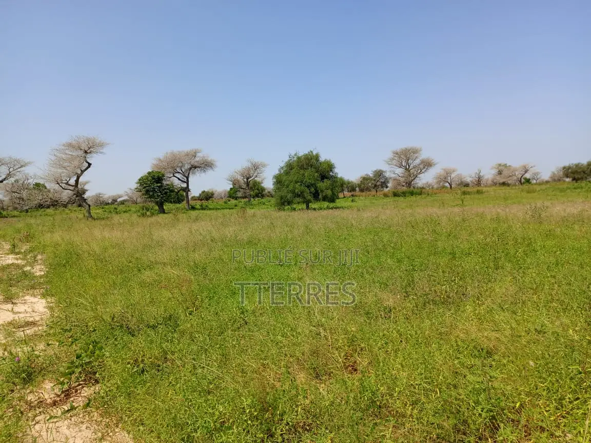 4,87 Hectares De Terre Agricole Vers Keur Samba Kane - Baba Garrage