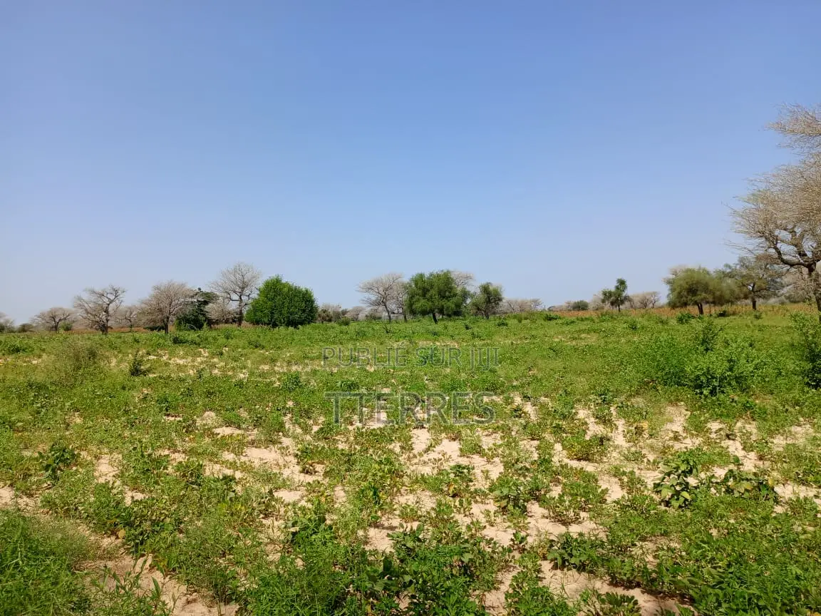 4,87 Hectares De Terre Agricole Vers Keur Samba Kane - Baba Garrage