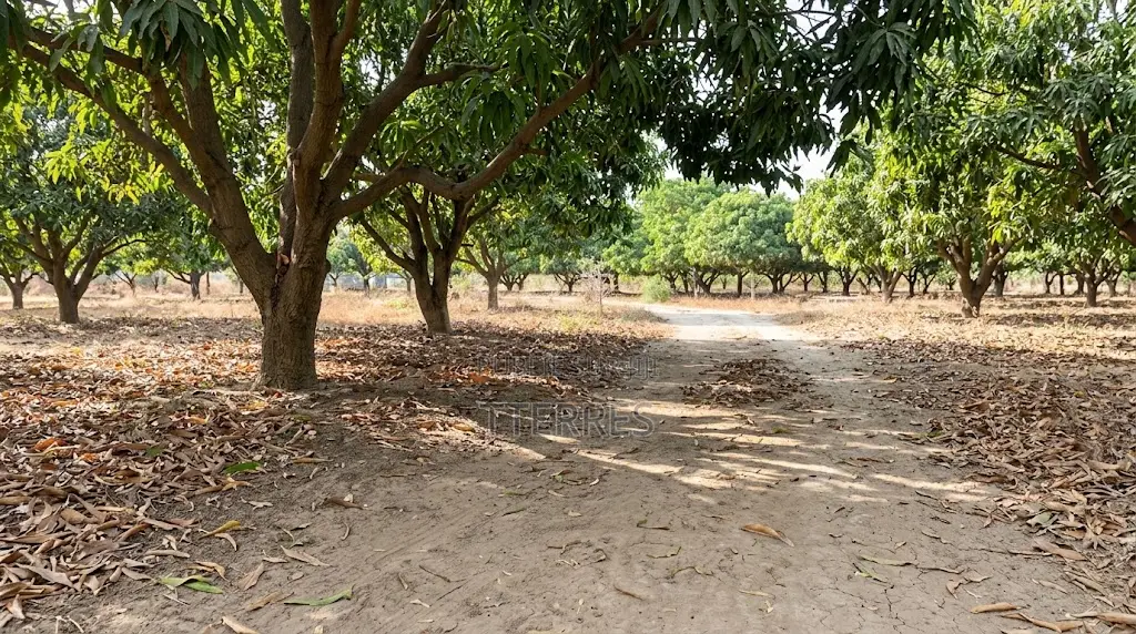 10 Hectares en TF en Bordure De Route, Vers KM 50 Thiès