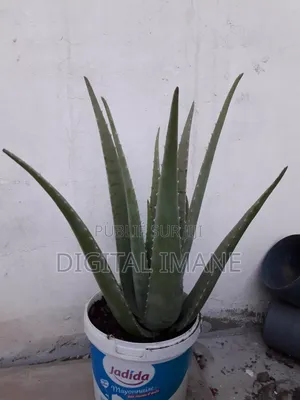 Aloe Vera Plante Naturelle