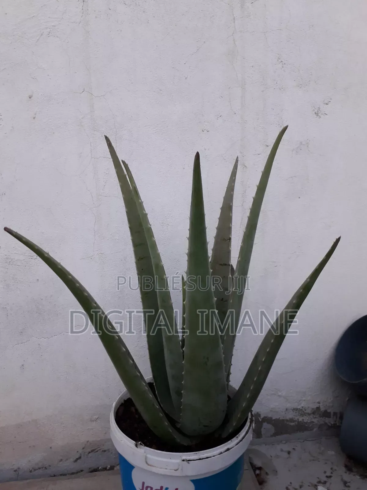 Aloe Vera Plante Naturelle