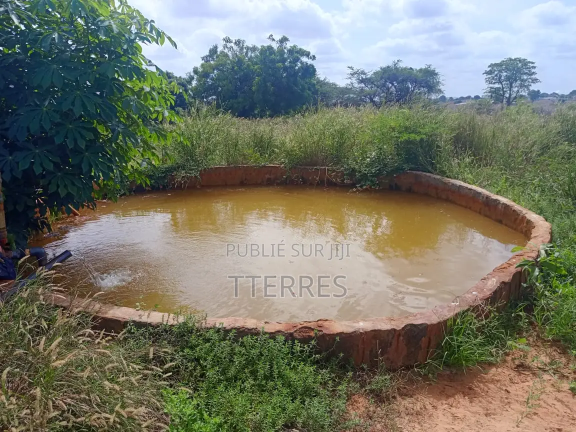 Verger De 1 Hectare Avec Forage Vers Darou Khoudoss