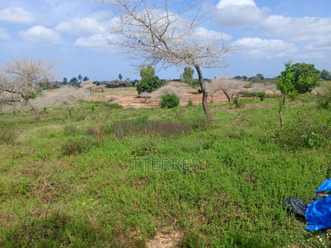 Verger De 1 Hectare Avec Forage Vers Darou Khoudoss