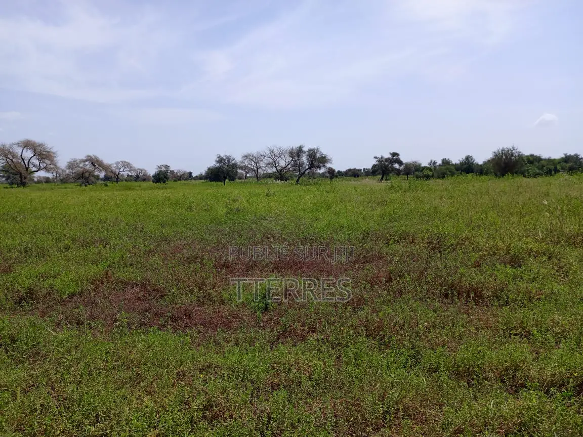 Terre Agricole De 2,78 Hectares Vers Dinguiraye - Bambey