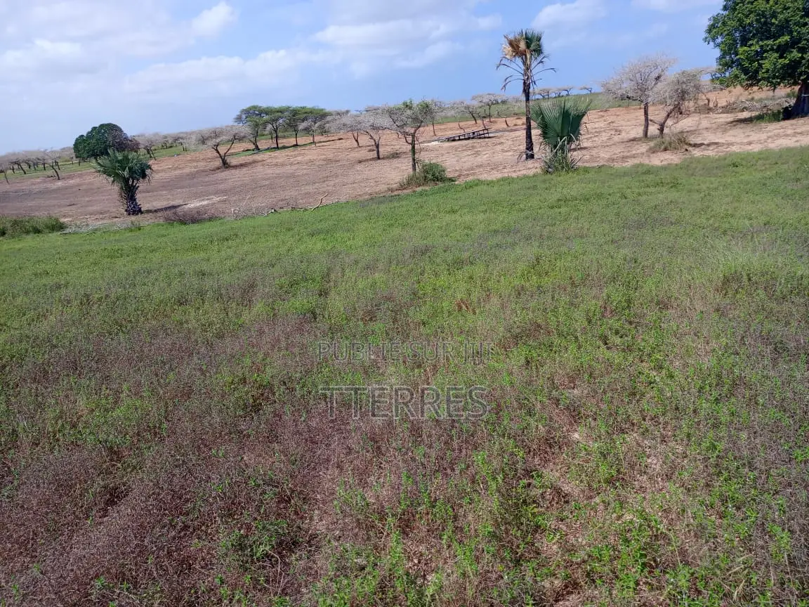 Terrain De 8256 M2 Vers Touba Ndiaye - Mboro - Thiès