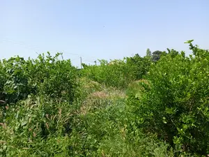 Bail De 1 Hectare À 200 M De La Route, Axe Diamniadio–Yenne