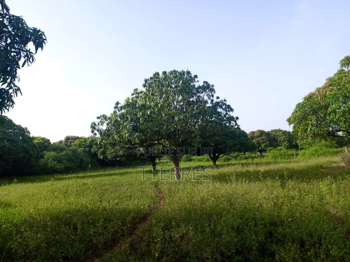 Verger De Manguiers De 1,5 Hectare Vers Yénne - Diamniadio