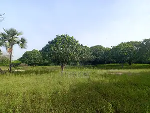 Verger De Manguiers De 1,5 Hectare Vers Yénne - Diamniadio