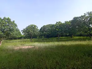 Verger De Manguiers De 1,5 Hectare Vers Yénne - Diamniadio
