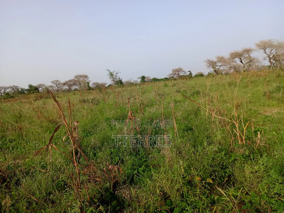 Terre Agricole De 7622 M2 Vers Méouane - Tivaouane