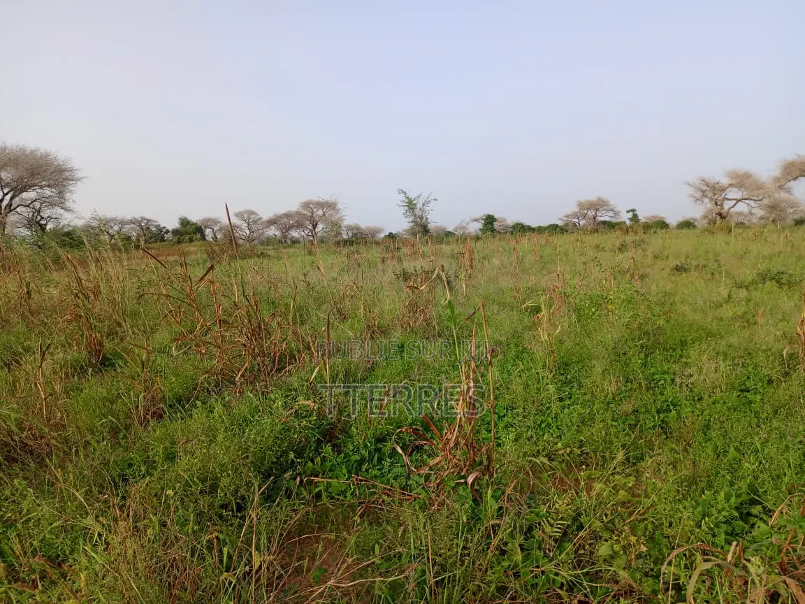 Terre Agricole De 7622 M2 Vers Méouane - Tivaouane