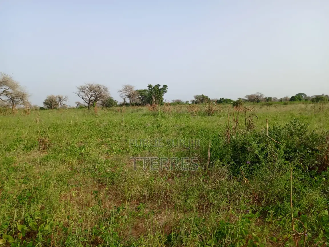 Terre Agricole De 7622 M2 Vers Méouane - Tivaouane