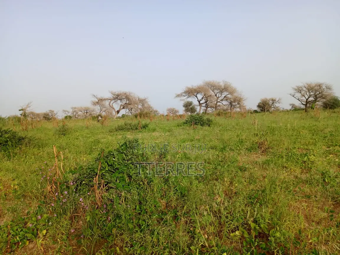 Terre Agricole De 7622 M2 Vers Méouane - Tivaouane