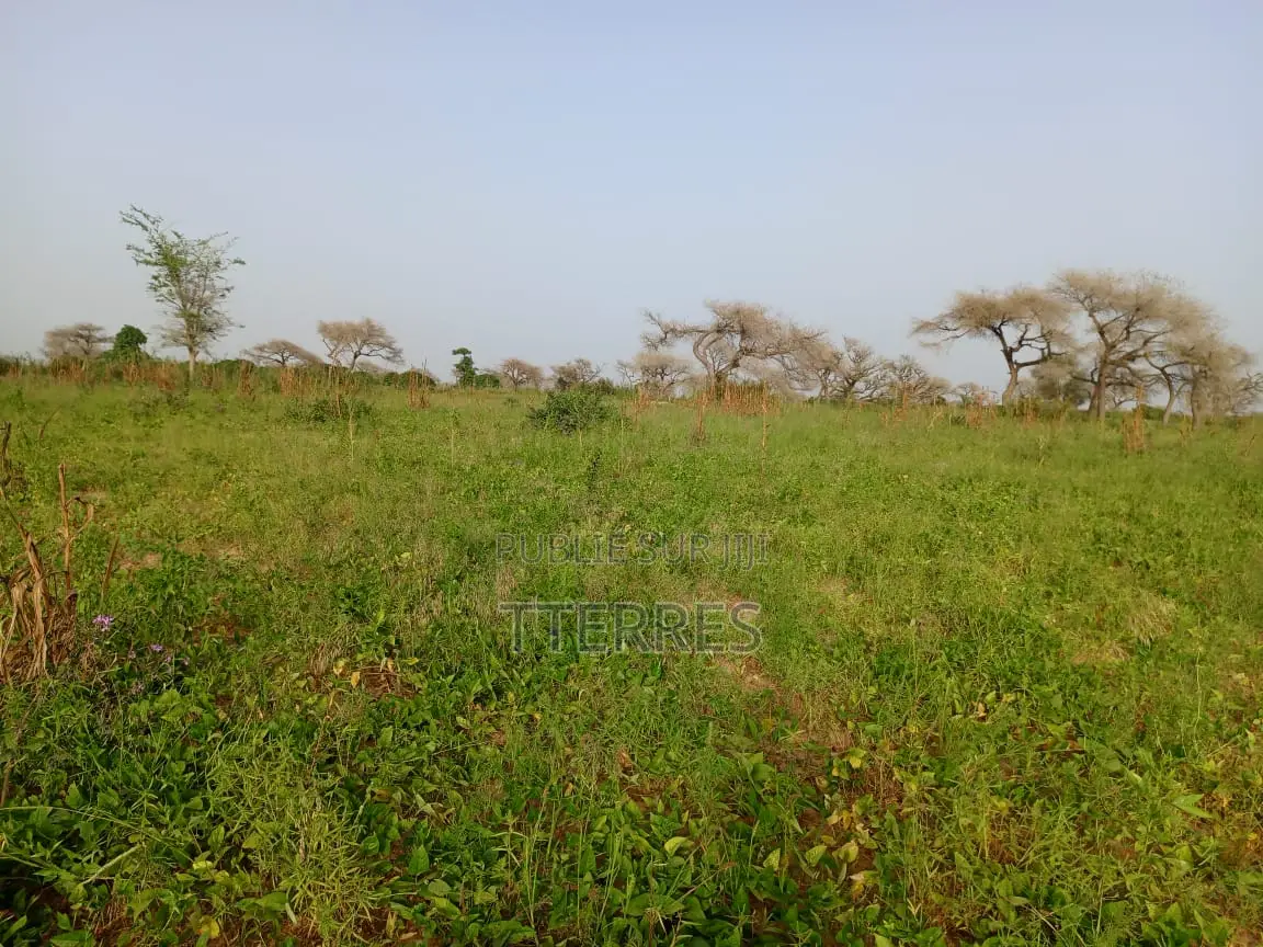 Terre Agricole De 7622 M2 Vers Méouane - Tivaouane