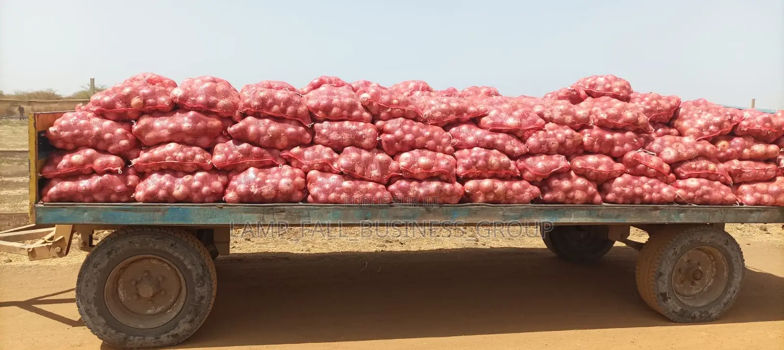 Oignons Gros Calibre