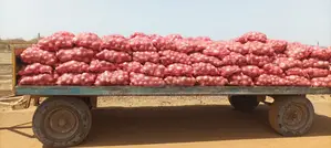 Photo - Oignons Gros Calibre