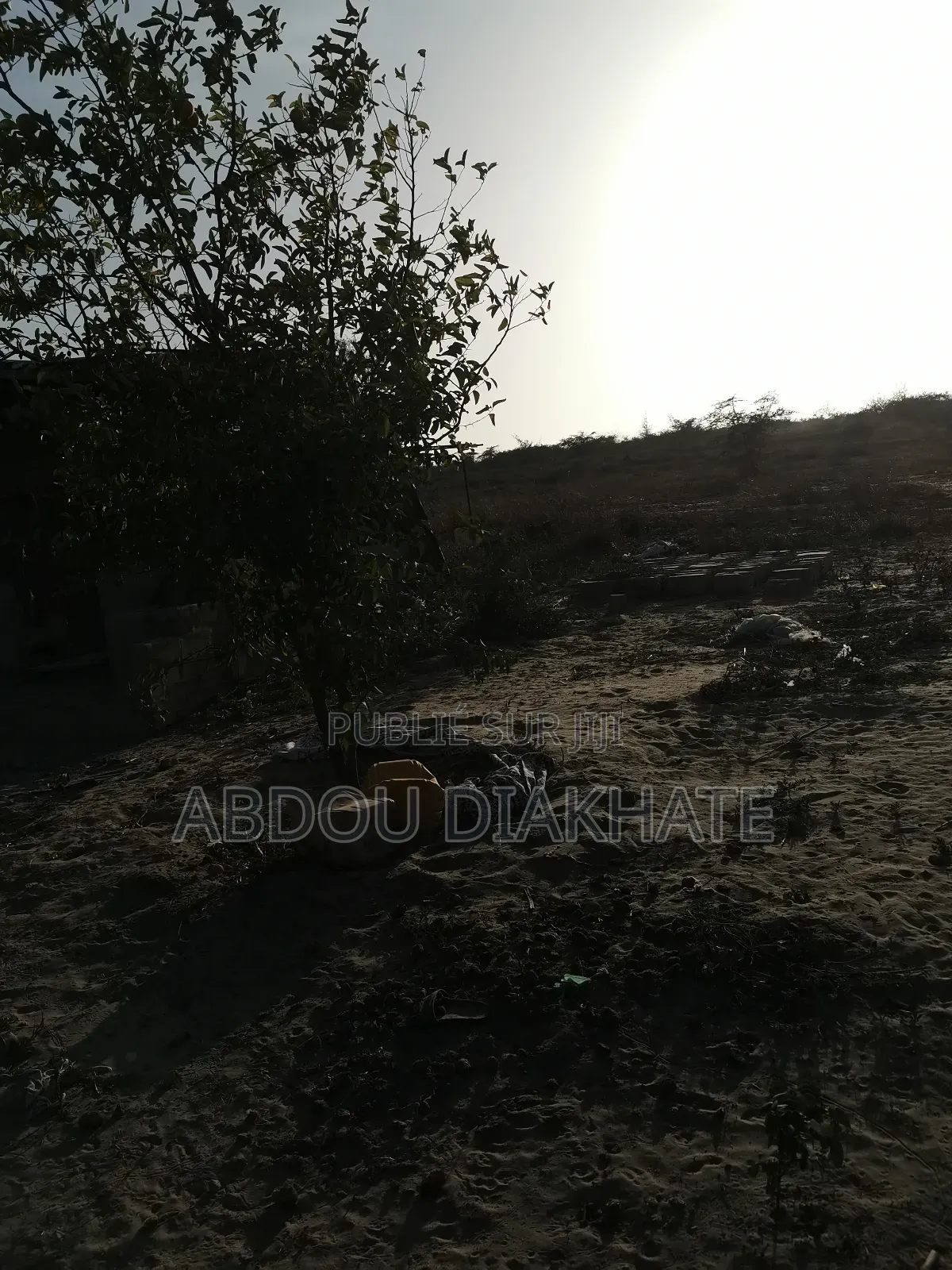 Vente Verger De 2ha 800 Mboro