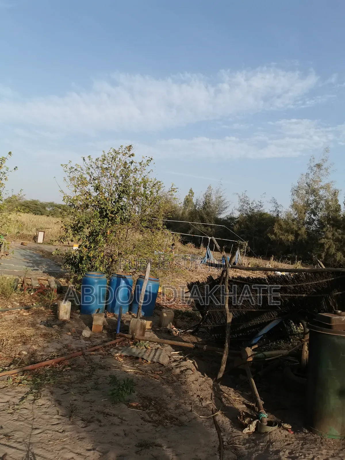 Vente Verger De 2ha 800 Mboro