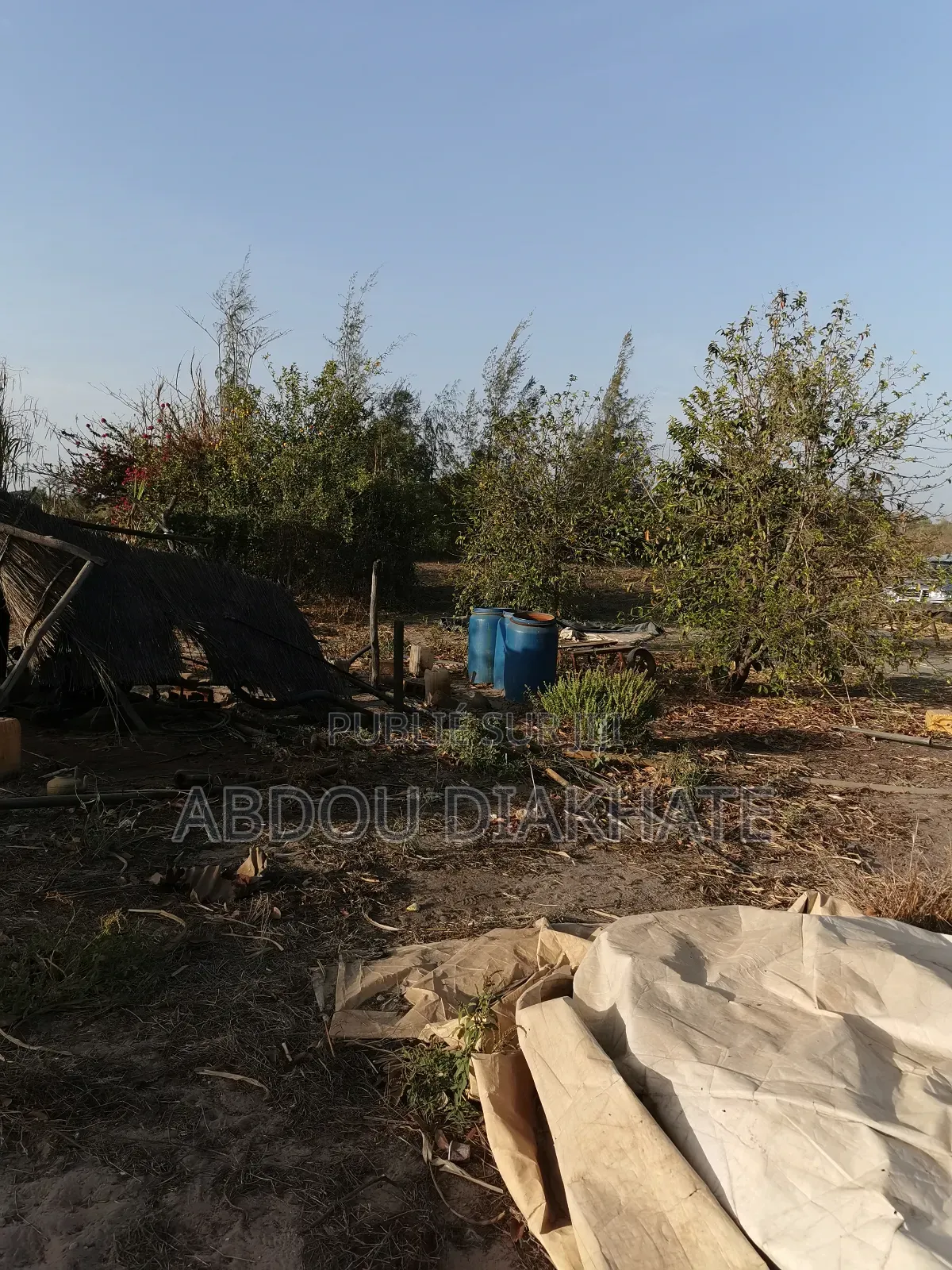 Vente Verger De 2ha 800 Mboro