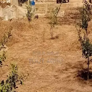 Verger De 5250 M2 Vers Tassette