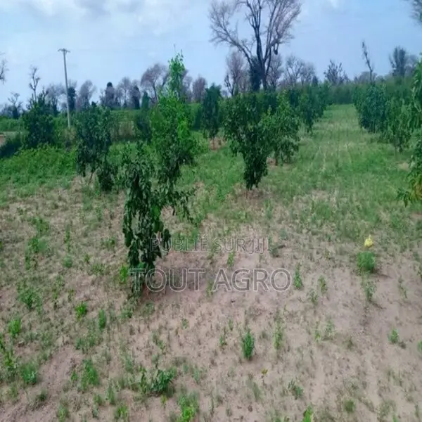 Ferme De 1 Hectare Vers Notto Diobass