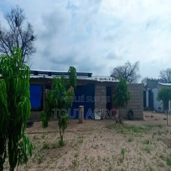 Ferme De 1 Hectare Vers Notto Diobass