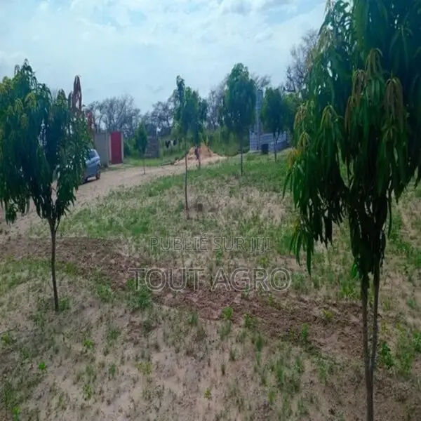 Ferme De 1 Hectare Vers Notto Diobass