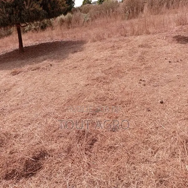 Verger De 3600 M2 Vers Tassette