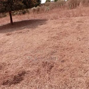 Verger De 3600 M2 Vers Tassette