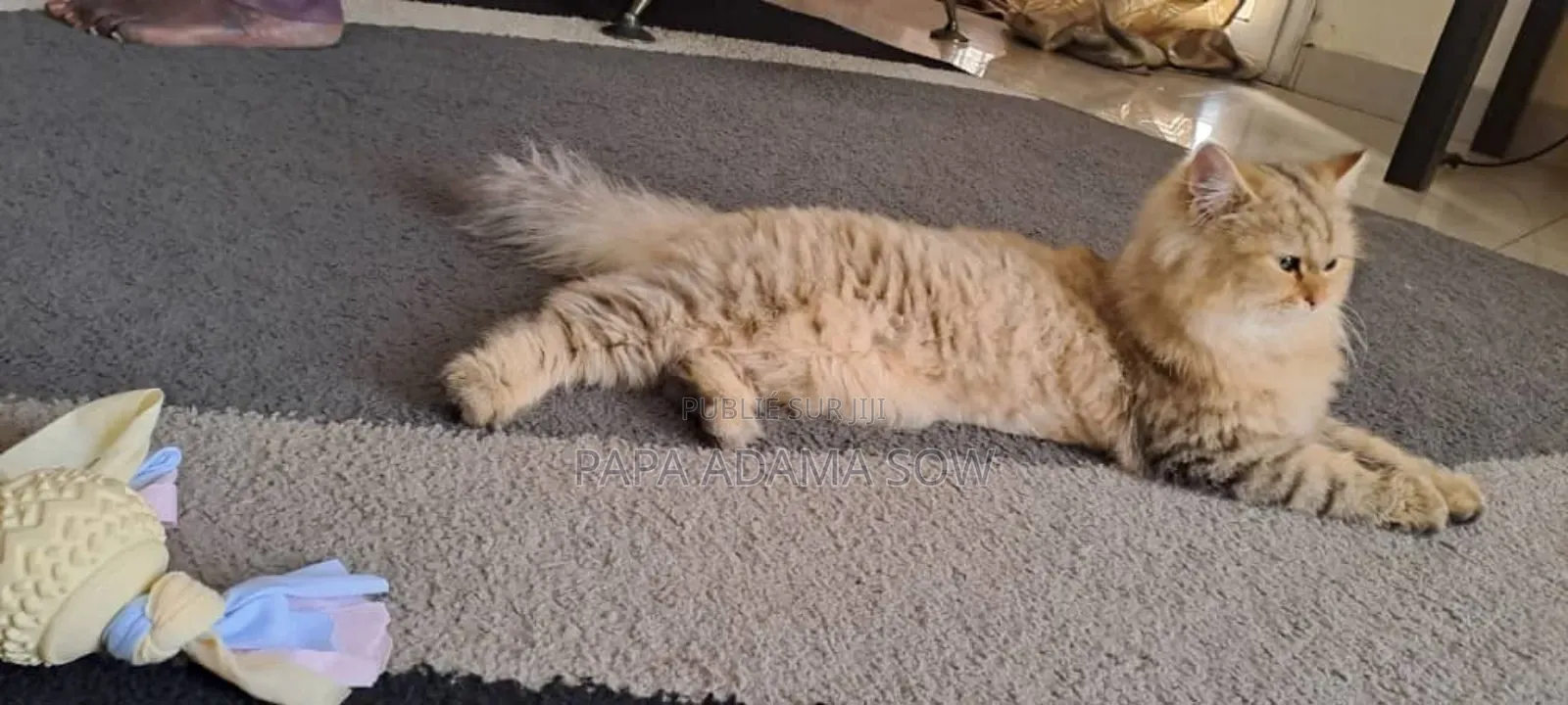 1-3 mois Homme Pure race British Shorthair