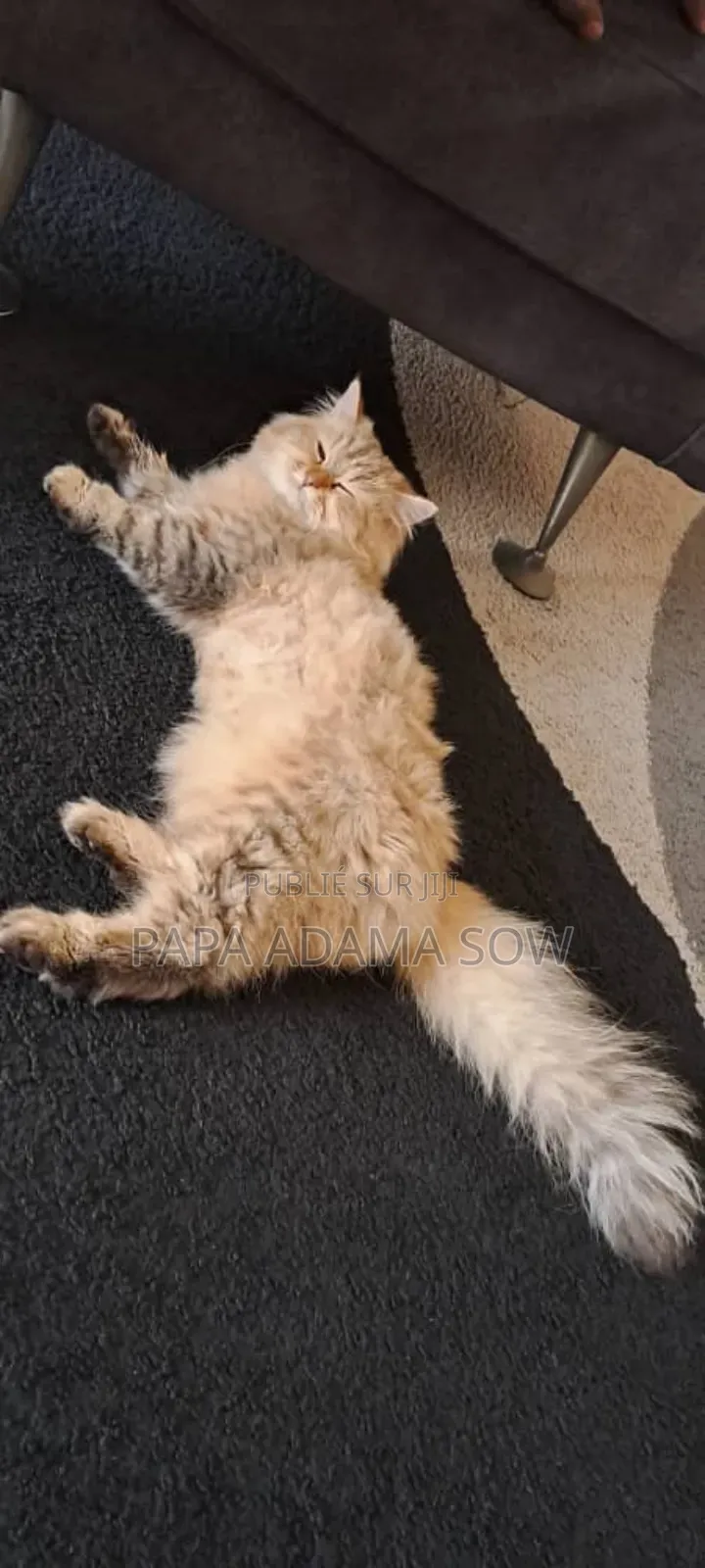 1-3 mois Homme Pure race British Shorthair