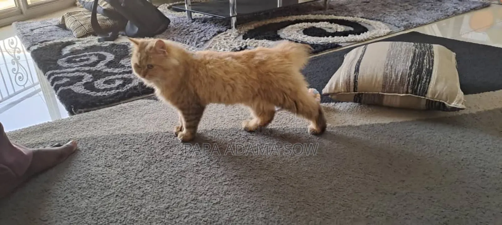 1-3 mois Homme Pure race British Shorthair