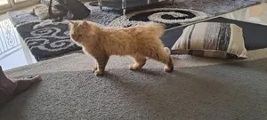 1-3 mois Homme Pure race British Shorthair