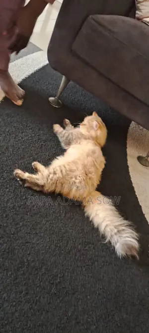 1-3 mois Homme Pure race British Shorthair