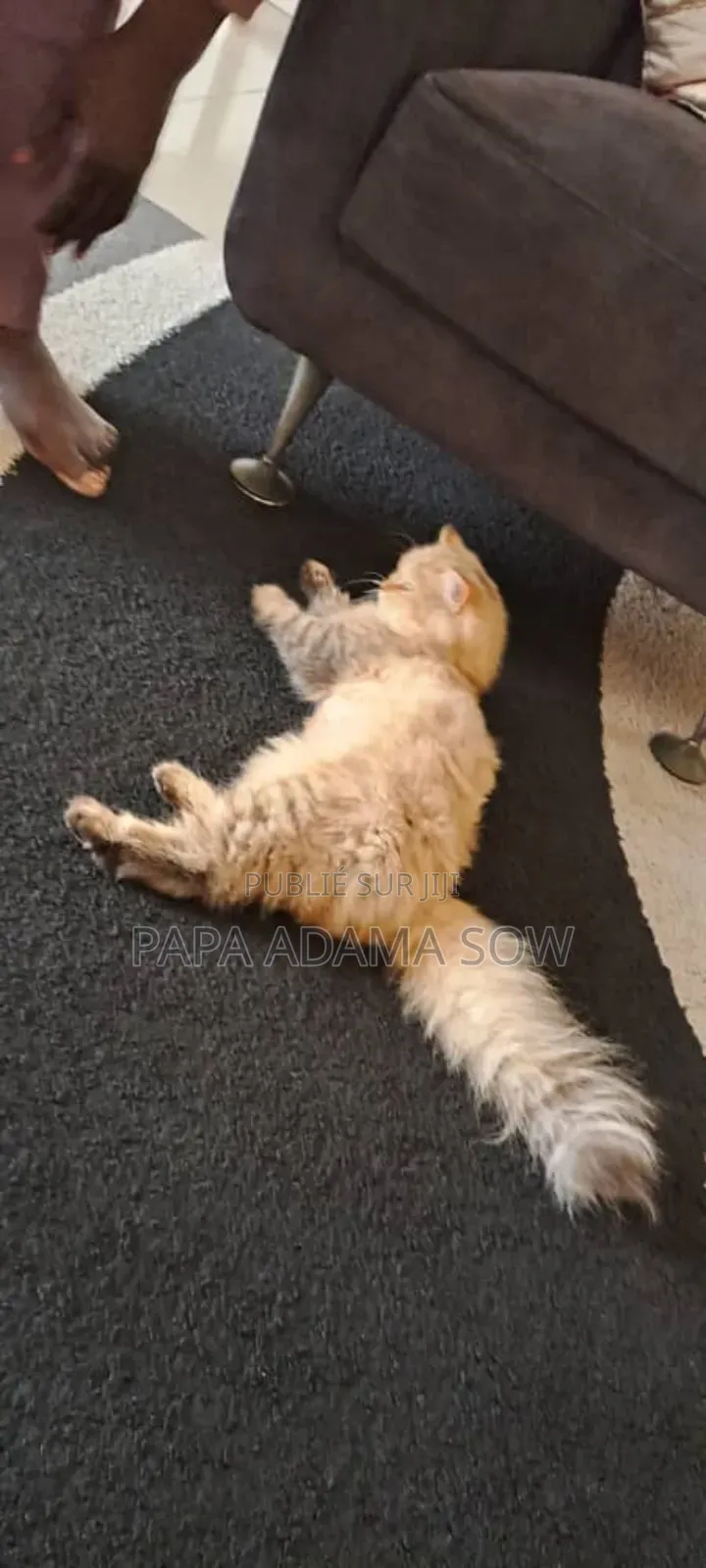 1-3 mois Homme Pure race British Shorthair