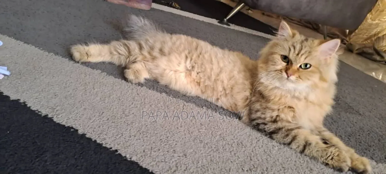 1-3 mois Homme Pure race British Shorthair