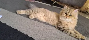 1-3 mois Homme Pure race British Shorthair