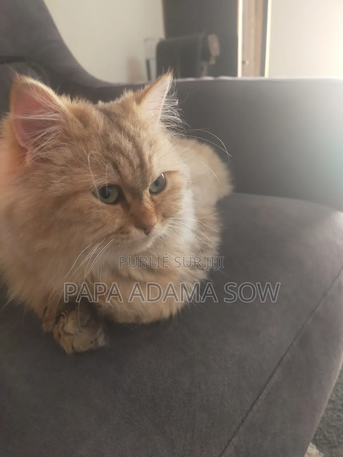 1-3 mois Homme Pure race British Shorthair