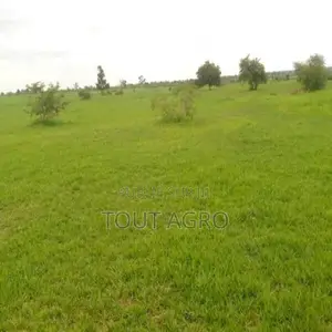 Location D’Un Terrain Agricole De 3 Hectares Vers Koungheul