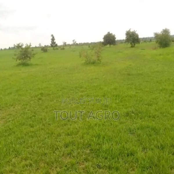 Location D’Un Terrain Agricole De 3 Hectares Vers Koungheul
