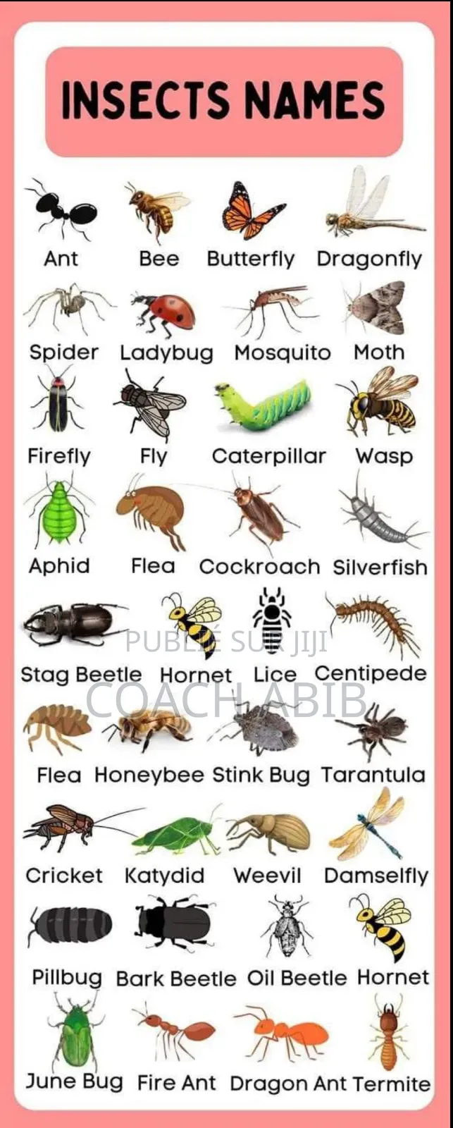 Formation en Anglais